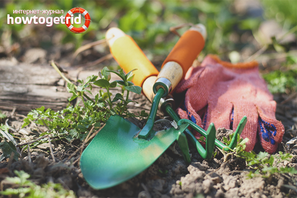 How to remove wheat grass folk methods