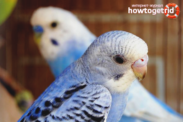 How to care for a parrot