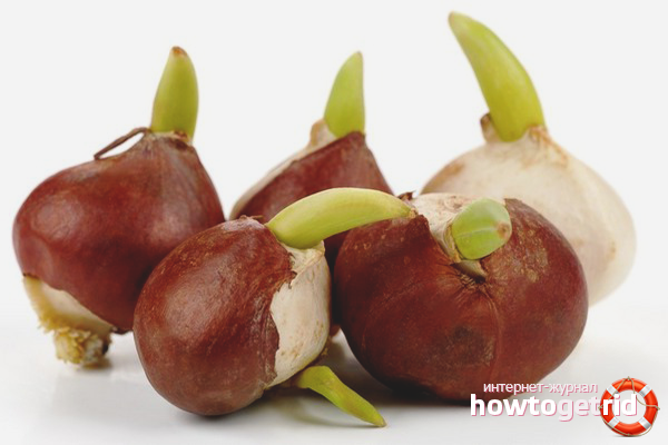 How is the tulip bulb