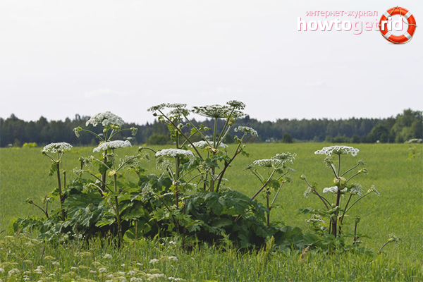 How to get a hogweed