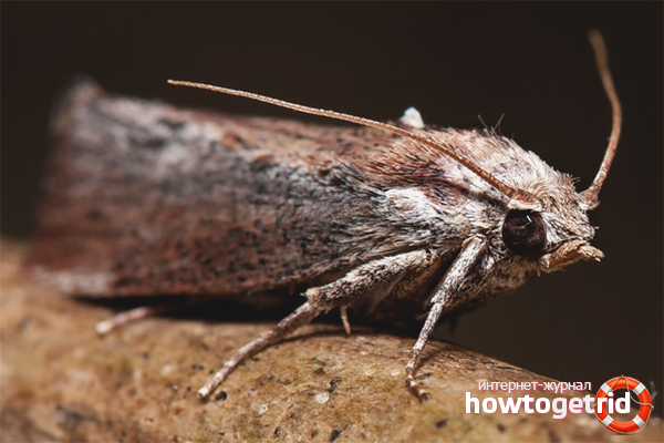 How to protect a fur coat from moths