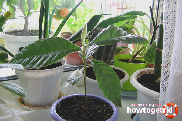 Medlar seed propagation