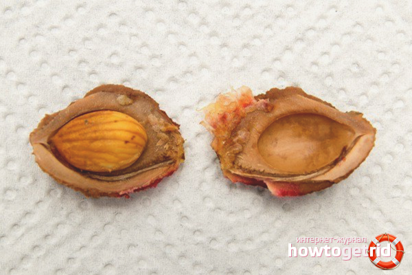 Secrets of Successful Peach Seed Germination