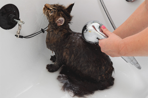 How to wash a cat