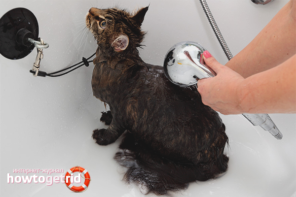 How to wash a cat