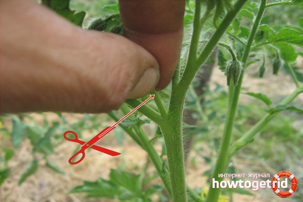 How to remove appendages correctly