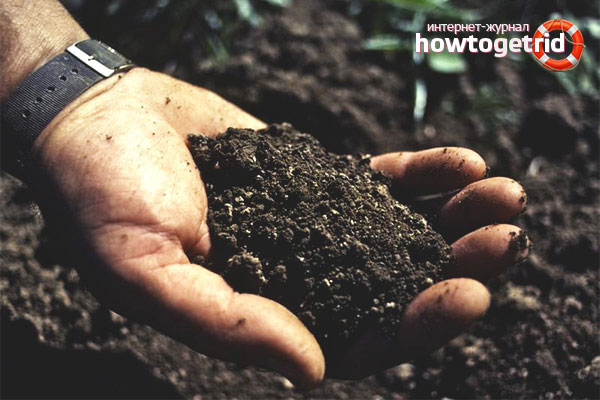 How to independently determine the acidity of the soil
