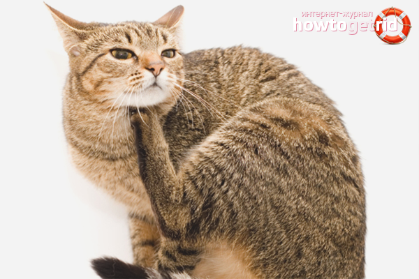 How to remove fleas from a cat using folk methods