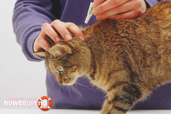 How to get a flea out of a cat