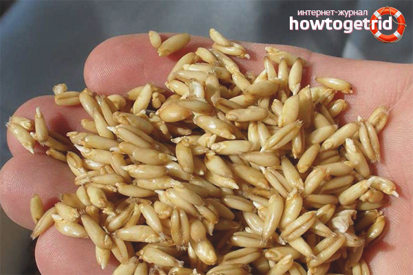 Which oats to choose for brewing