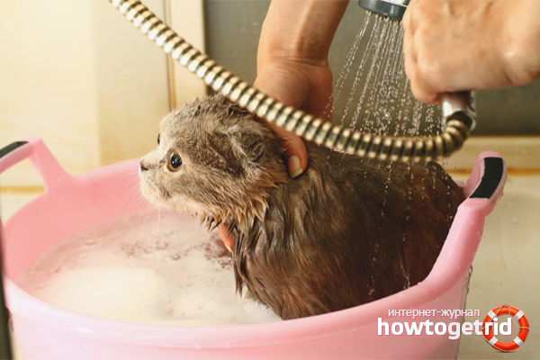 Cat bathing