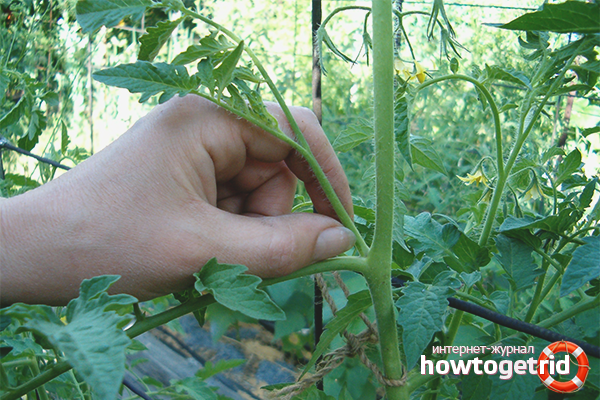 Stacking tomato in greenhouse conditions