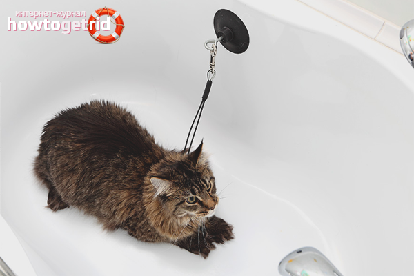 Preparing before bathing a cat