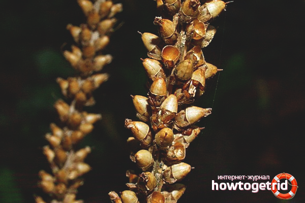 Plantain seeds for constipation