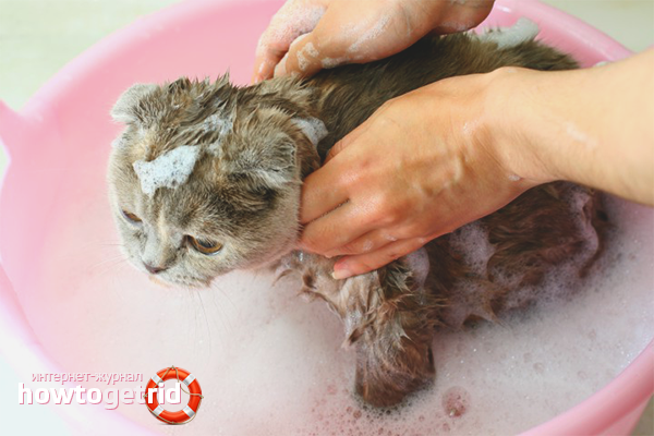 Flea Shampoo for cats
