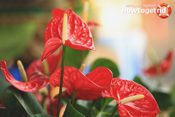 Where to put anthurium