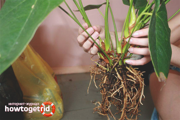 How to transplant anthurium
