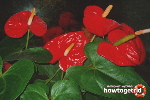 How to care for anthurium