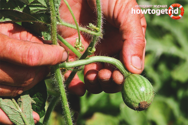How to care for a watermelon