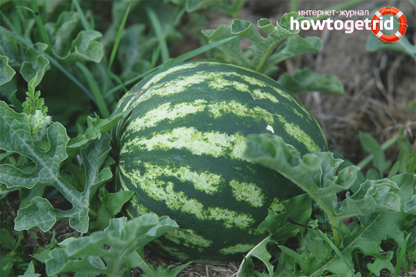 How to grow watermelons in open ground