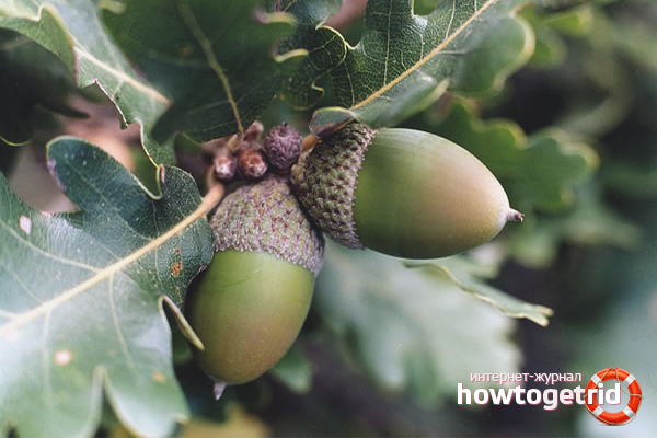 How to grow an oak from an acorn