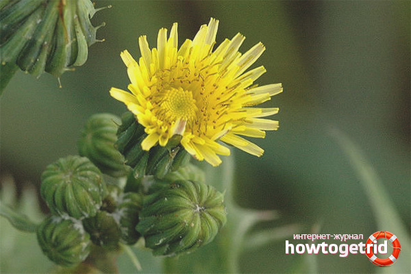 How to remove sow thistle from the garden