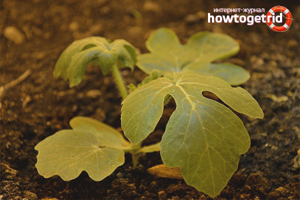 Seedling method of planting watermelons