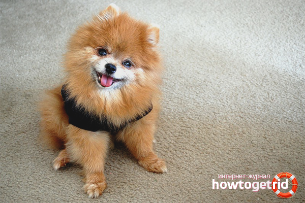 Wie man einen Spitz trainiert