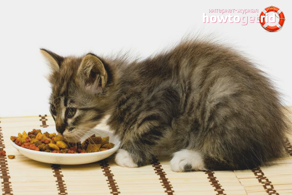 How to feed a monthly kitten with dry food