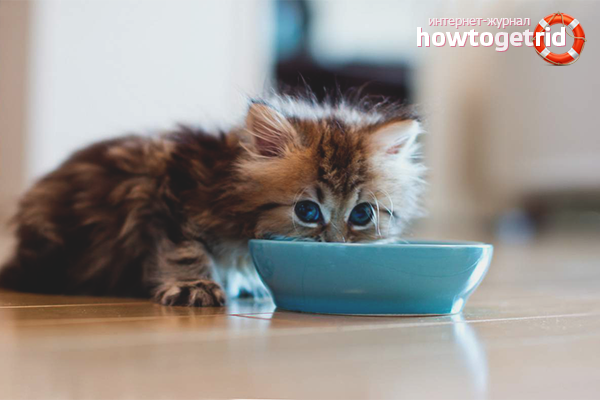 How to feed monthly kittens