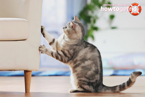 How to wean a cat to tear wallpaper and furniture