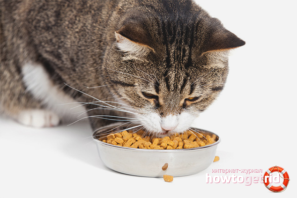 How to wean a cat or cat from dry food
