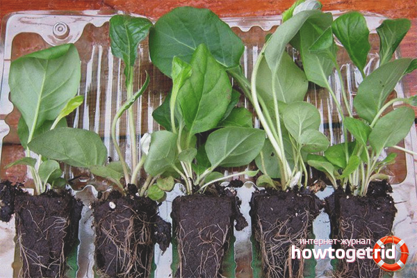 How to transplant a gerbera