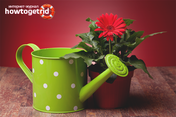 How to water a gerbera