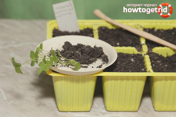 How to plant a dolphinium