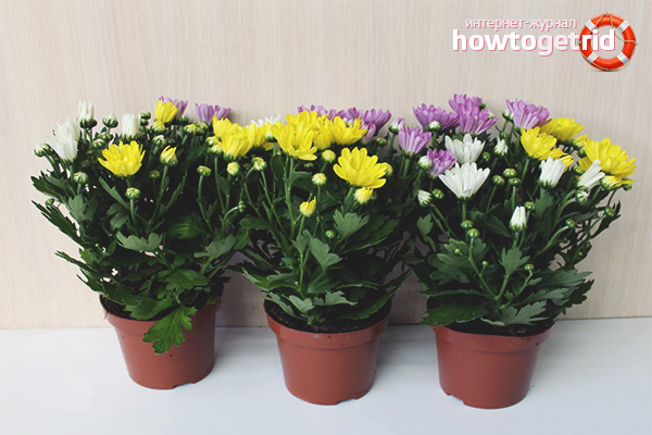 How to care for homemade chrysanthemum in a pot