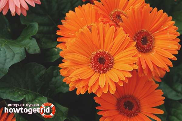 How to care for a gerbera