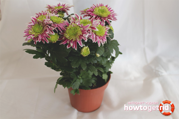How to care for potted chrysanthemum