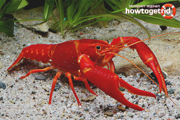 How to grow crayfish