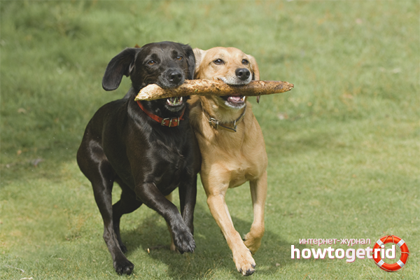 We teach a dog to bring a stick