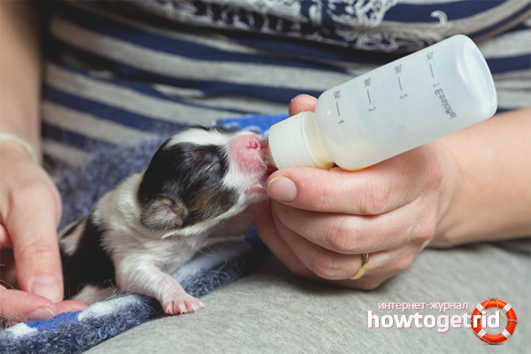 In what position to feed puppies