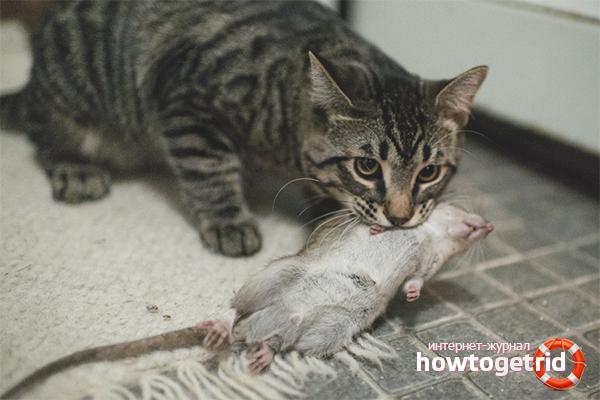 Biological weapons from rats