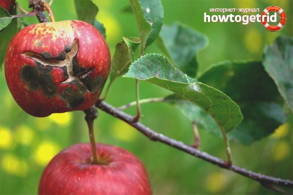 How to deal with apple scab