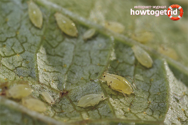How to deal with aphids on currants