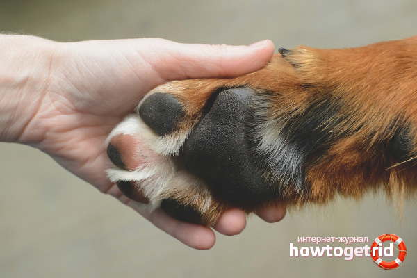 How to teach a dog to give a paw