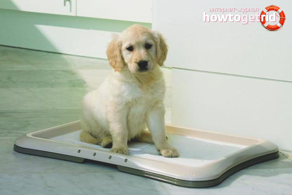 How to train a puppy to a diaper