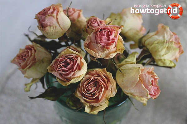 Wie man Rosen trocknet