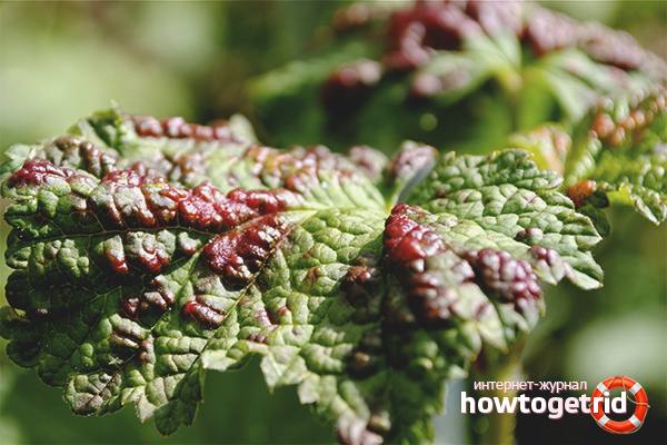 Folk methods of fighting aphids