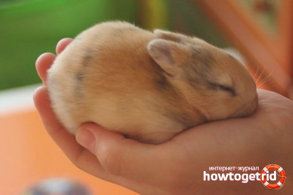 How to pick up a decorative rabbit