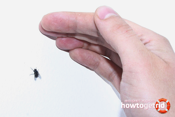 Comment attraper une mouche dans une pièce